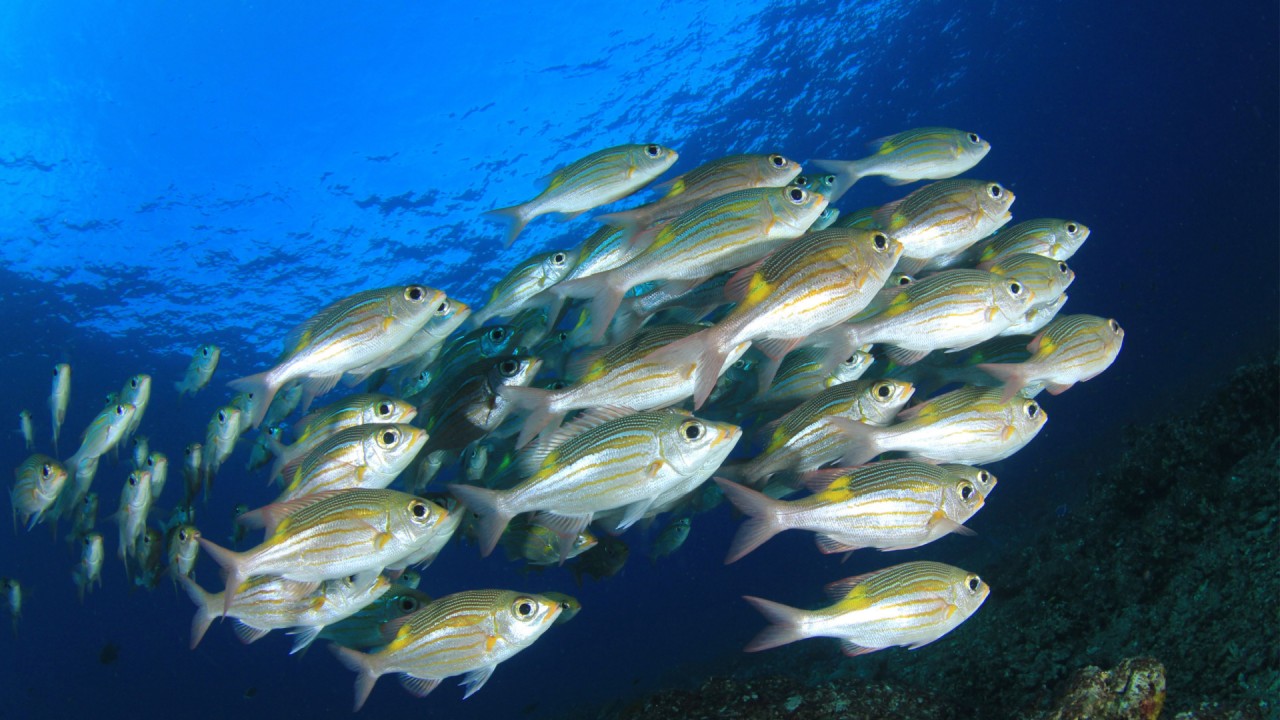 School of fish swimming in the sea